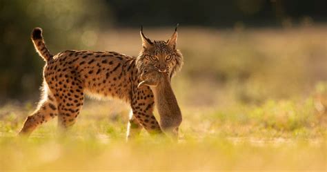 europe mature com|Iberian lynx rebounds from brink of extinction, hailed as the .